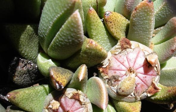 Rabiea albinota close-up