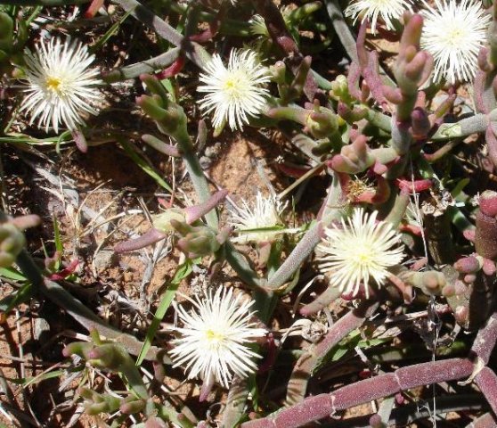 Psilocaulon