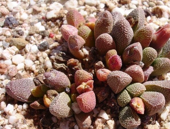 Rhinephyllum pillansii