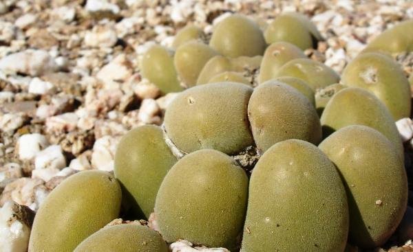 Muiria hortenseae