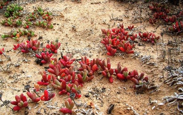 Mesembs near Broken Hill in Australia