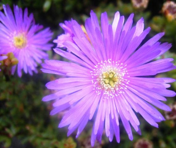 Vygie from the Western Cape