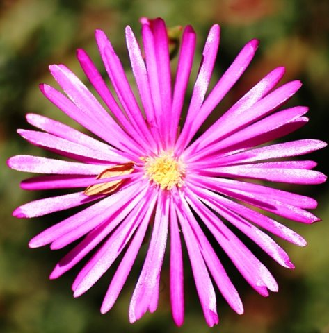 Mesemb flower with jacaranda leaflet