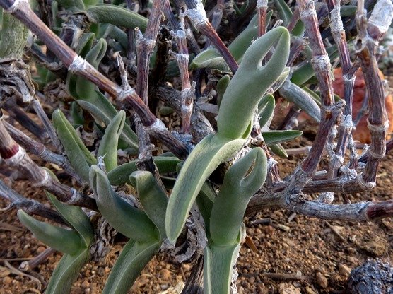 Mitrophyllum mitratum leaves