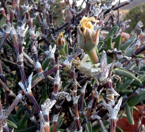 Mitrophyllum mitratum