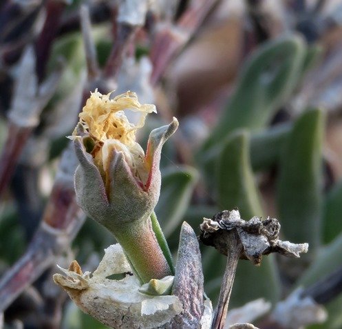 Mitrophyllum mitratum old flower and capsule