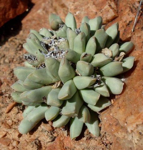 Nelia schlechterii leaves