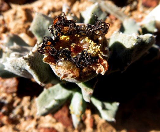 Odontophorus marlothii shortly after the flower