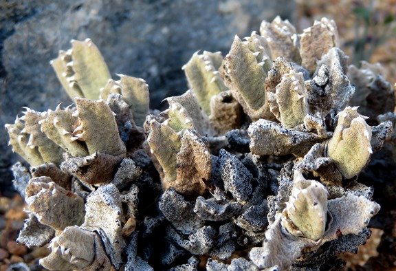 Odontophorus marlothii