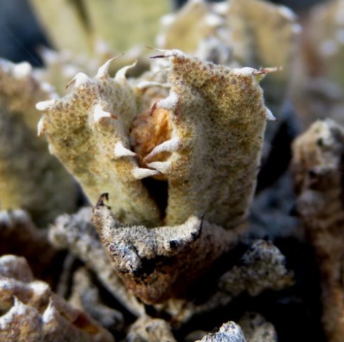 Odontophorus marlothii leaf pair