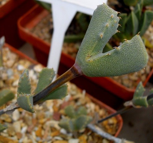 Odontophorus marlothii long stalks