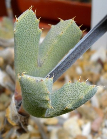 Odontophorus marlothii, the tanddraer