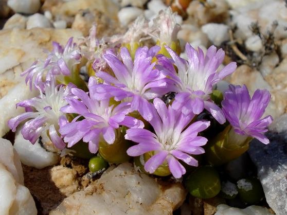 Oophytum nanum flowers