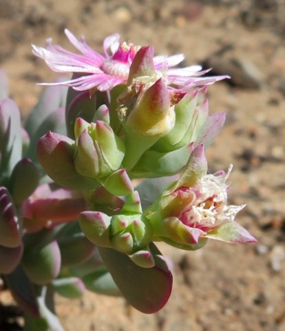 Oscularia cedarbergensis floral stages
