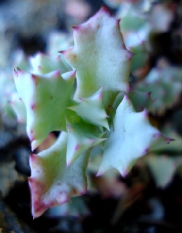 Oscularia deltoides leaves