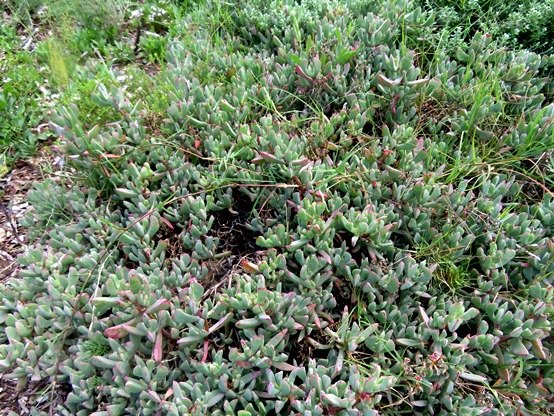 Oscularia vernicolor