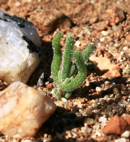 Phyllobolus prasinus