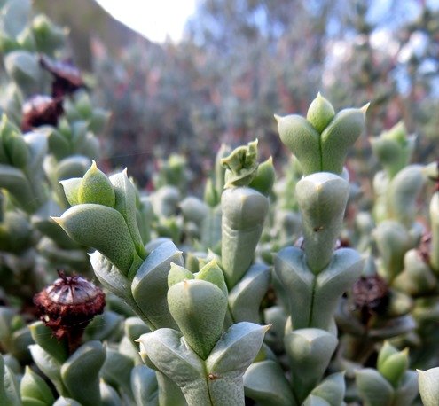 Schlechteranthus albiflorus leaf-pairs
