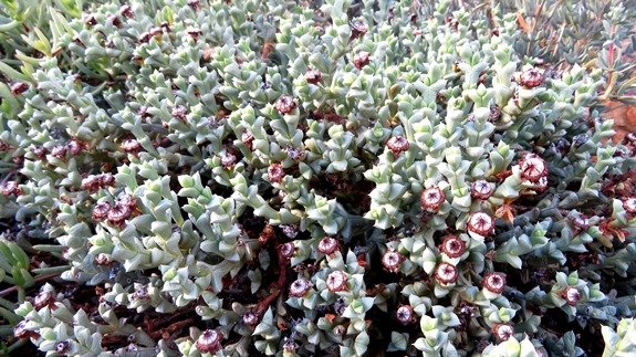 Schlechteranthus albiflorus
