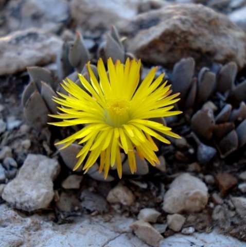 Prepodesma orpenii