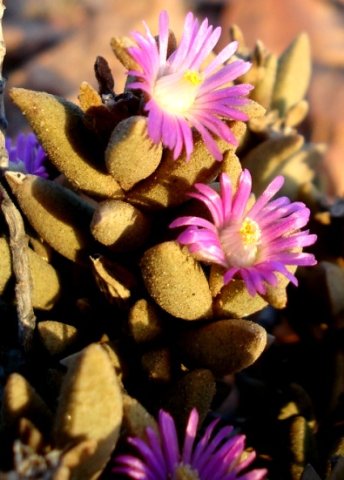 Psammophora modesta