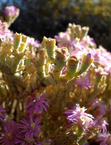 Psilocaulon articulatum