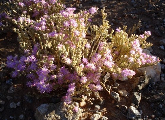 Psilocaulon articulatum