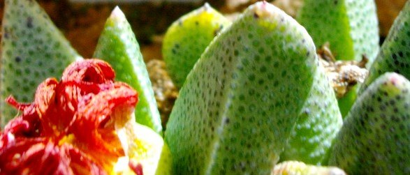 Rabiea leaf spots