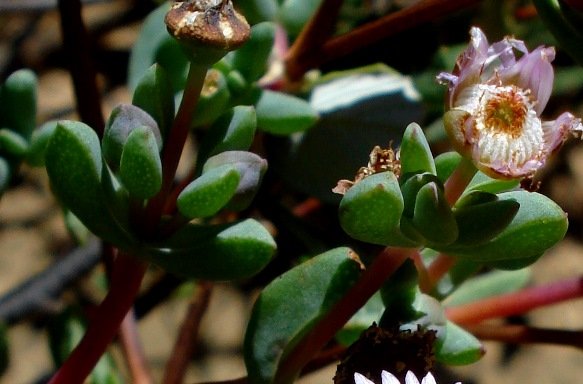 Ruschiella argentea leaves
