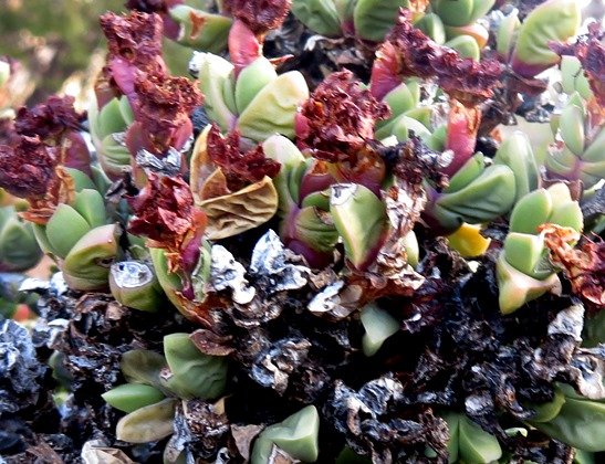Schlechteranthus hallii