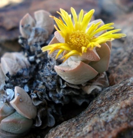 Schwantesia herrei