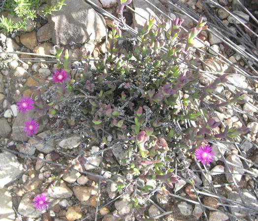 Smicrostigma viride