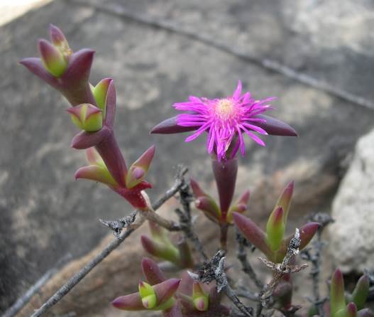 Smicrostigma viride wider sepals than petals