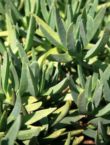Carpobrotus