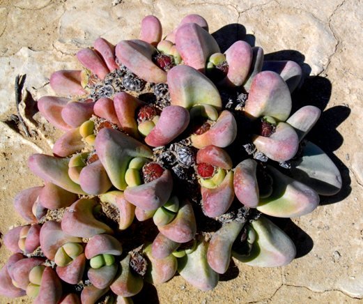 Tanquana prismatica