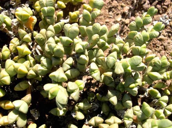 Zeuktophyllum suppositum leaves
