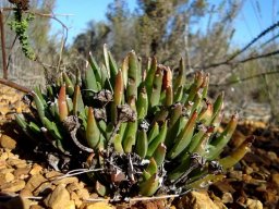 Acrodon bellidiflorus woody capsules
