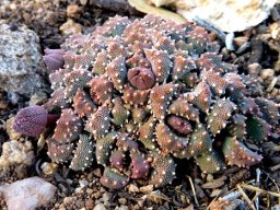 Aloinopsis luckhoffii
