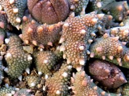 Aloinopsis luckhoffii buds