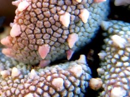 Aloinopsis luckhoffii leaf surfaces