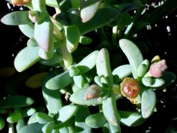 Amphibolia laevis buds and fruit