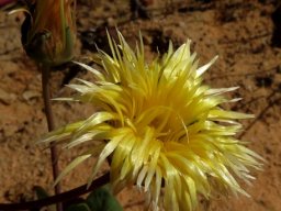 Apatesia helianthoides long-stalked flowers