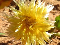 Apatesia helianthoides flower in the face