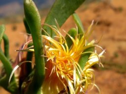Apatesia helianthoides domineering sepals