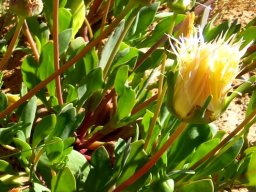 Apatesia helianthoides erect leaves