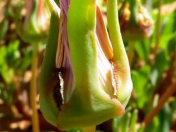 Apatesia helianthoides sepals as petal shields