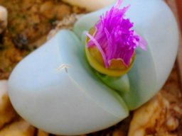 Argyroderma delaetii