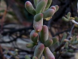Aridaria noctiflora