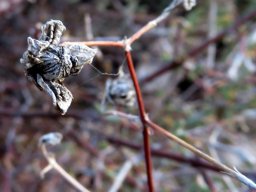 Aridaria noctiflora dry fruit capsule