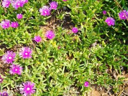 Carpobrotus acinaciformis